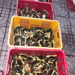 Tìm nữ dong nai giao luu vui vẻ kín thi alo 0865058423