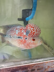 Cá đẹp