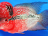 Cá đẹp