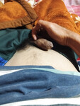 Bướm múp