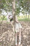 MCK lộ Cặc Chà bá