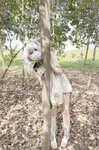 cosplay 软萌兔兔酱 (SweetRabbit233) Nahida - Genshin Impact