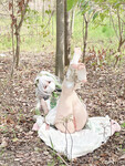 cosplay 软萌兔兔酱 (SweetRabbit233) Nahida - Genshin Impact