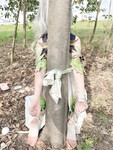 cosplay 软萌兔兔酱 (SweetRabbit233) Nahida - Genshin Impact