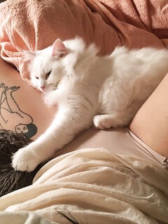 Mèo và mèo